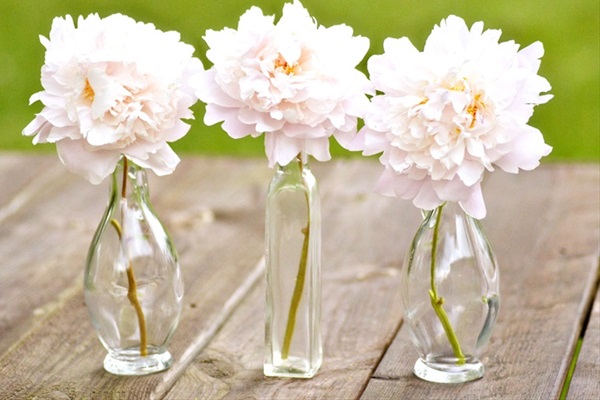 Peony Odile - Peonies - Flowers and Fillers - Flowers by category